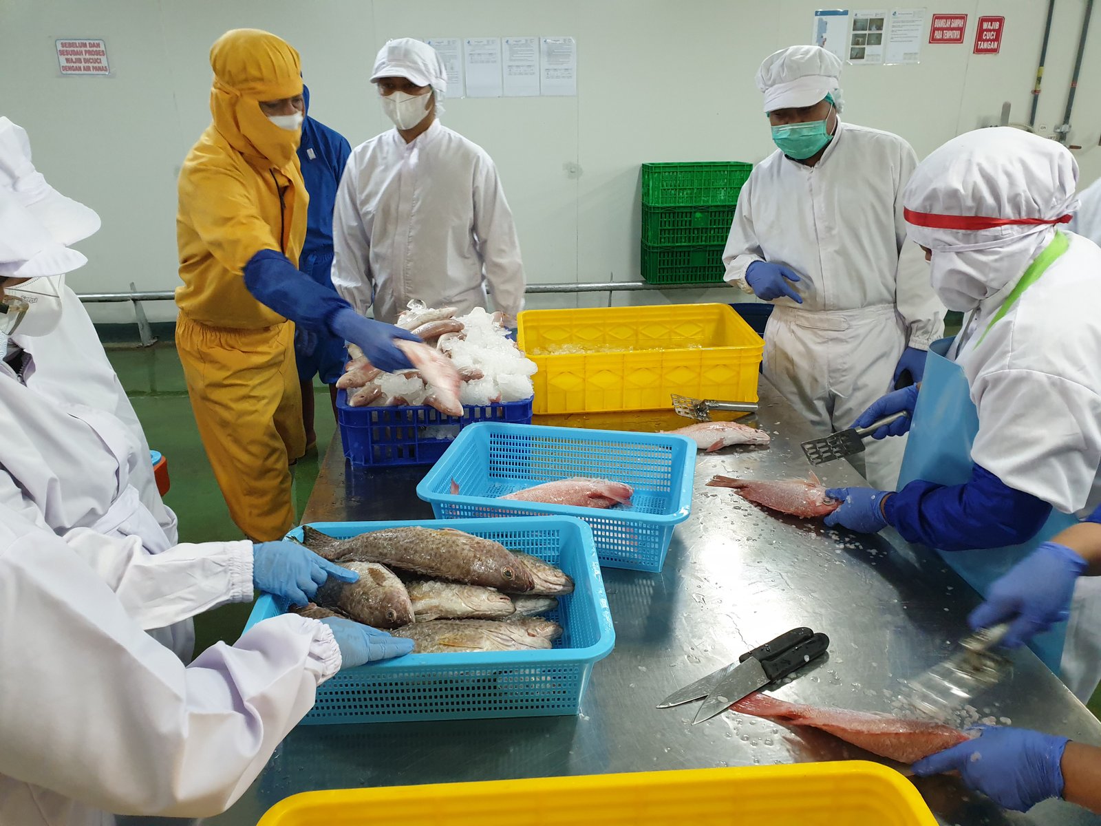 Staff grading and gutting fresh red snapper at a stainless table