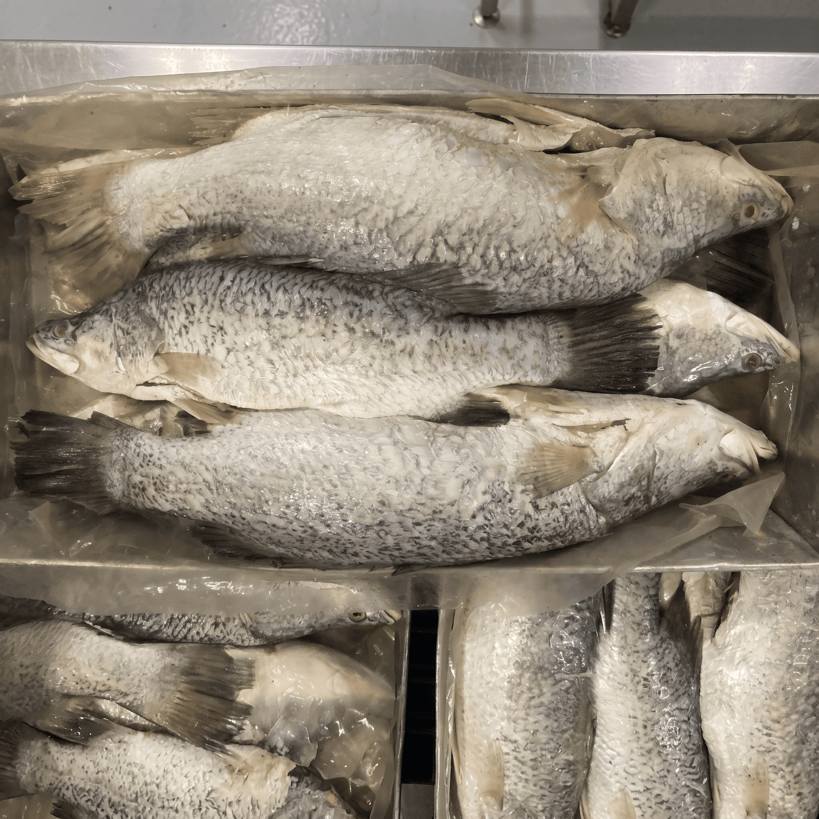 Barramundi WGGS — blast frozen