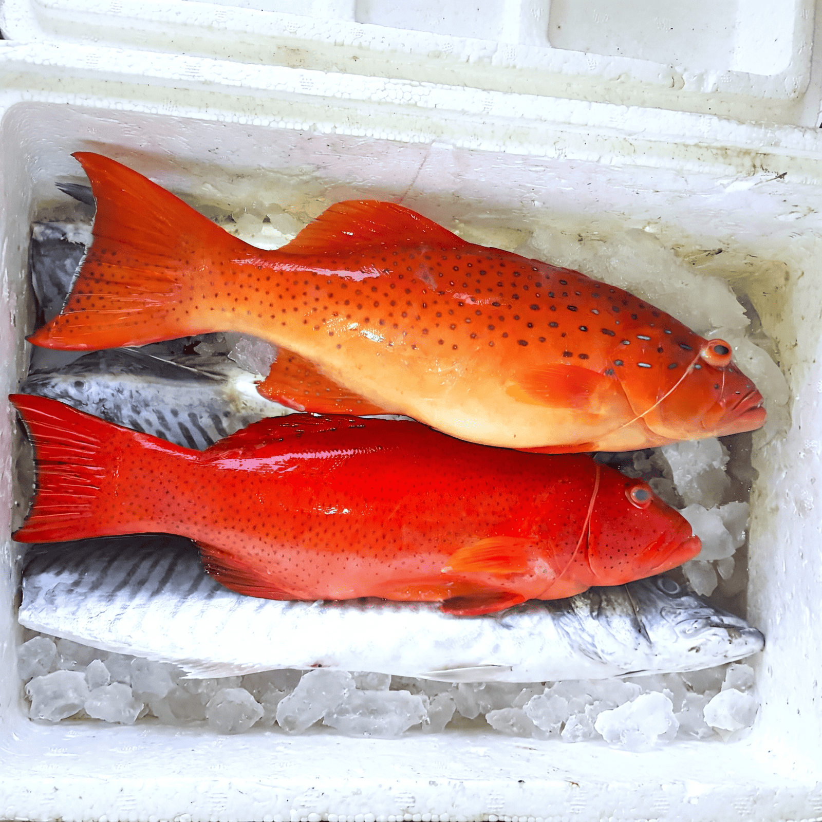 Coral trout — fresh on ice