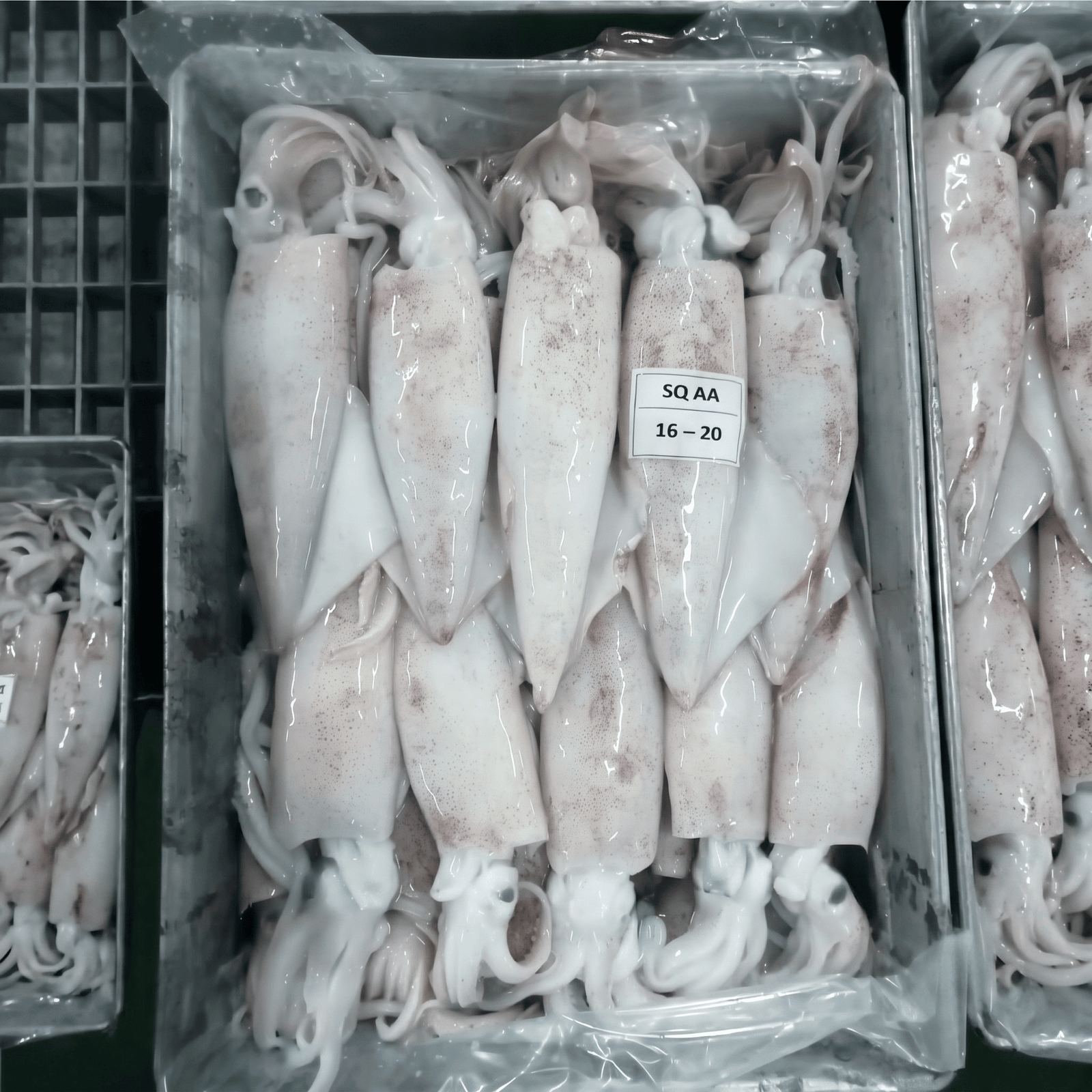 Squid AA — 16–20 layer pack